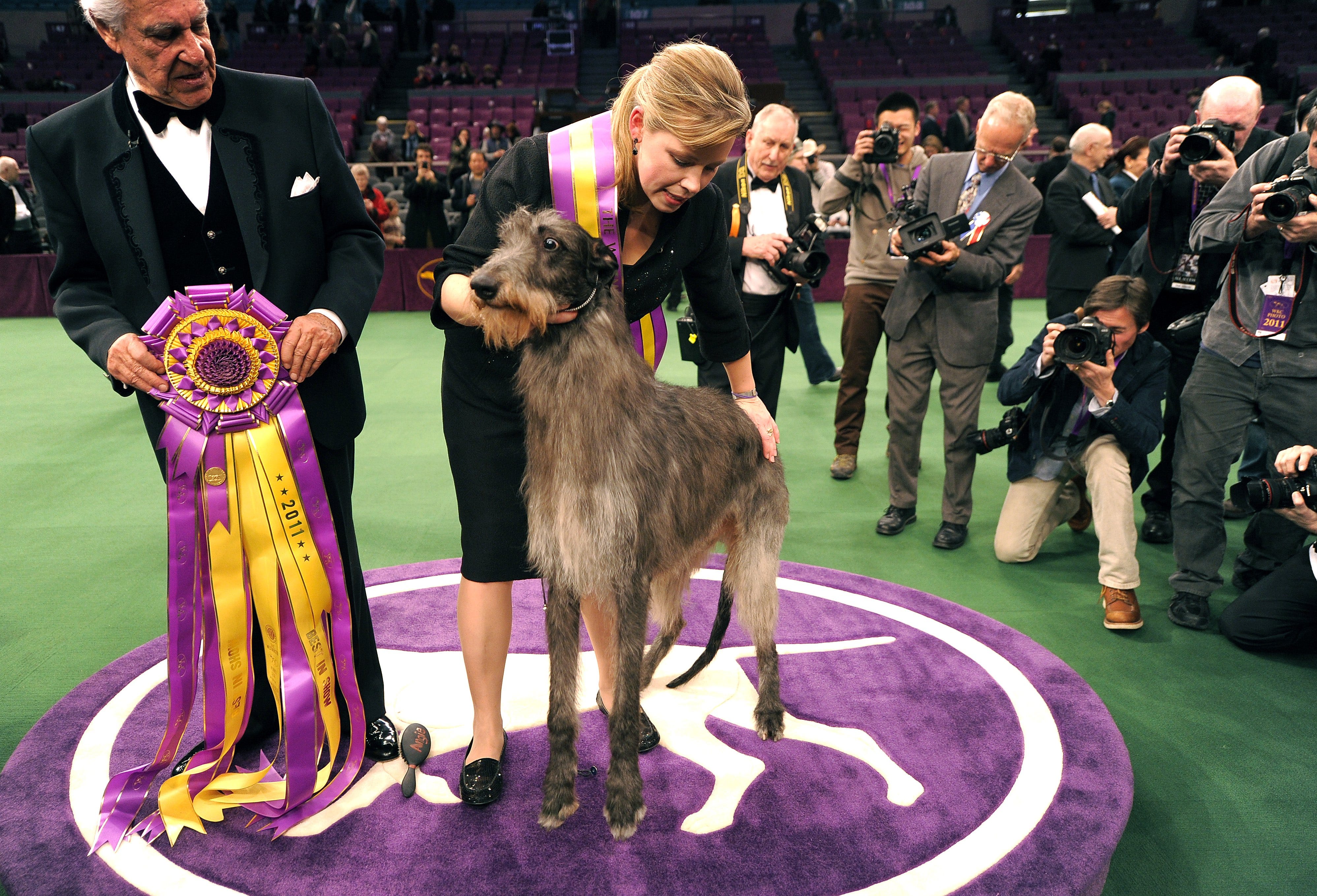 who won the best in show at the westminster dog show