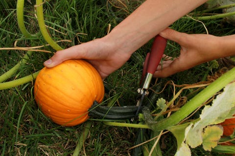 Pumpkin Plant Tips How To Grow A Pumpkin Plant Tips How To Grow A
