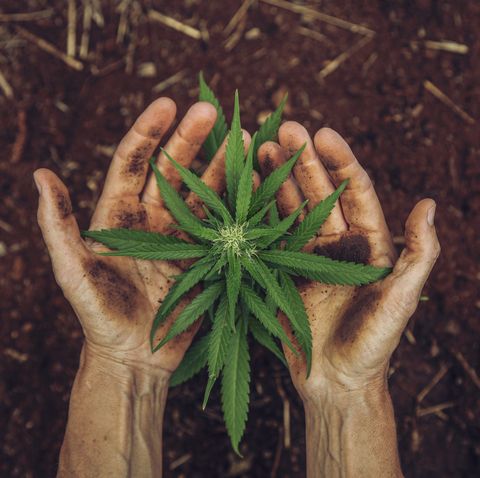 hands holding a small cannabis plant