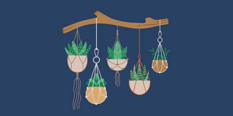 illustration of succulent hanger with five succulents
