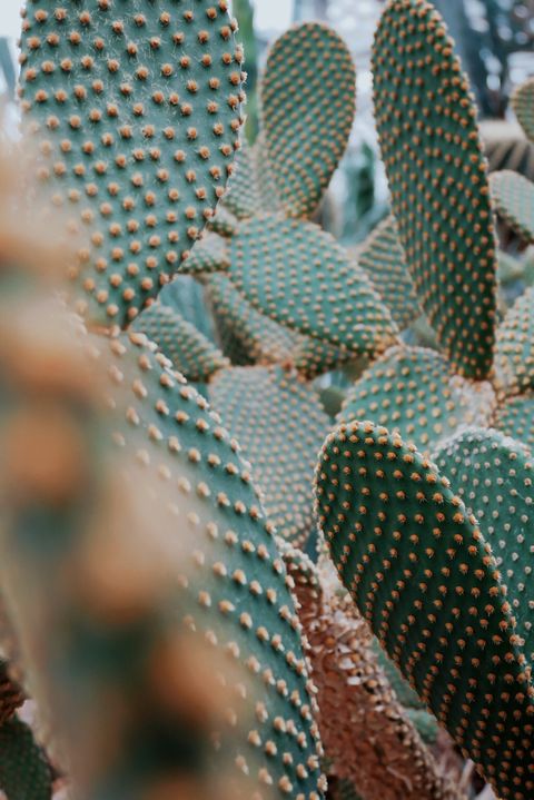 Cactus, Vegetation, Terrestrial plant, Plant, Thorns, spines, and prickles, Botany, Prickly pear, Flower, prickly pear, Succulent plant, 