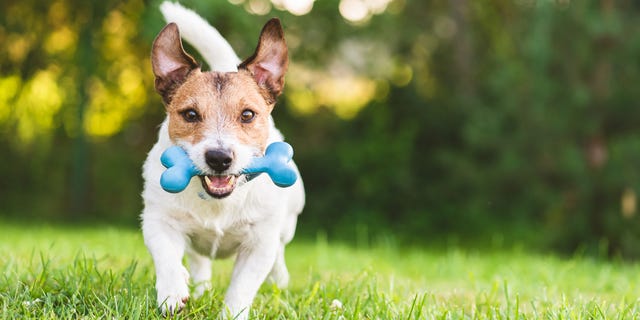 The Best Dog Toys