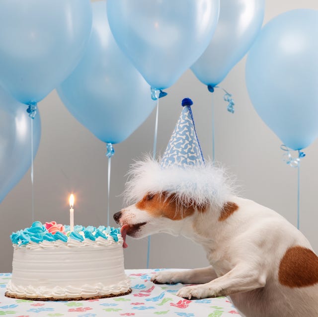 happy birthday dog memes