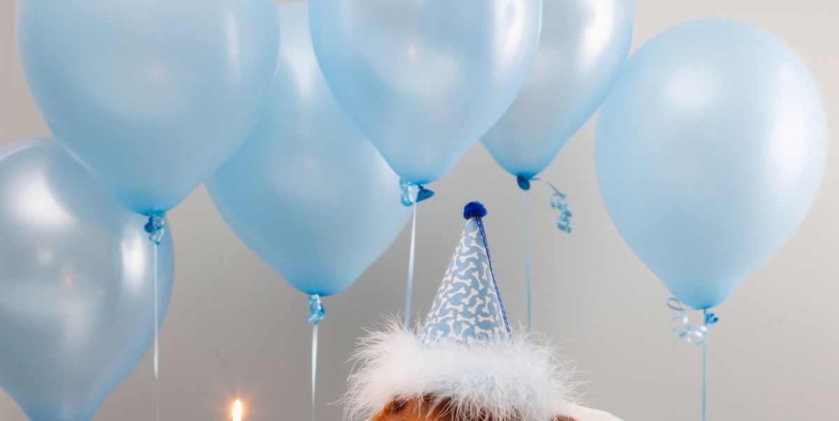 17 Birthday Memes For Your Dog -— Happy Birthday Dog Memes