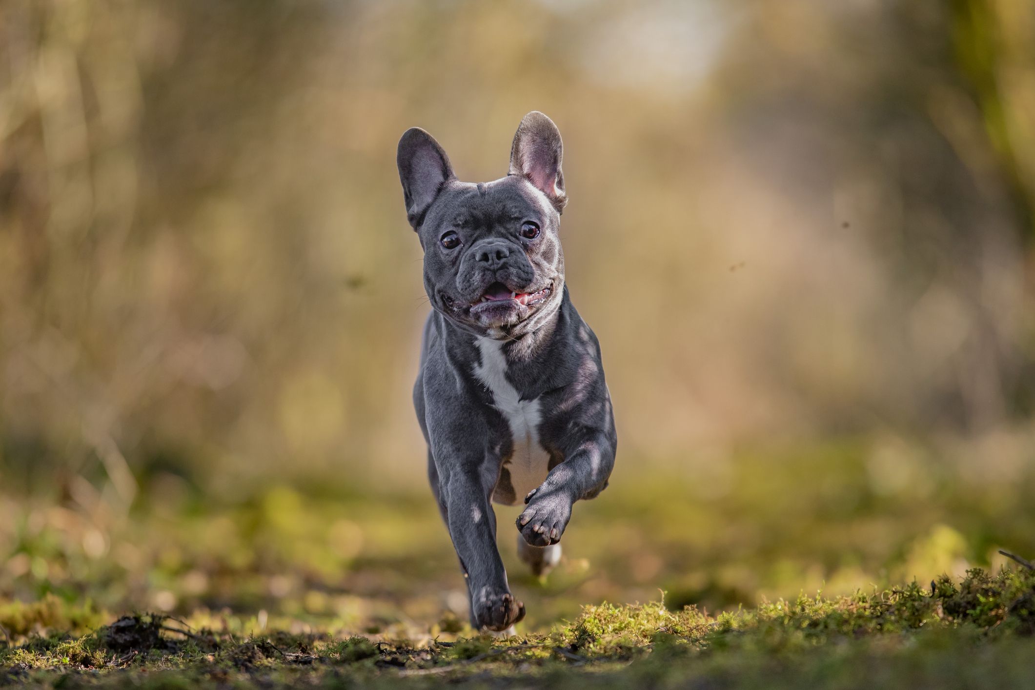 French Bulldogs No Longer &amp;quot;Typical Dogs&amp;quot; Due to Health issues, say scientists