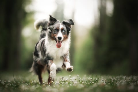 6 Obedient Dog Breeds With The Best Recall