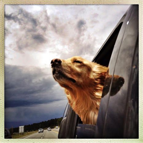 Dog breed, Cloud, Carnivore, Dog, Cumulus, Liver, Snout, Photography, Vehicle door, Rectangle, 