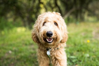 Medium Length Hair Dogs