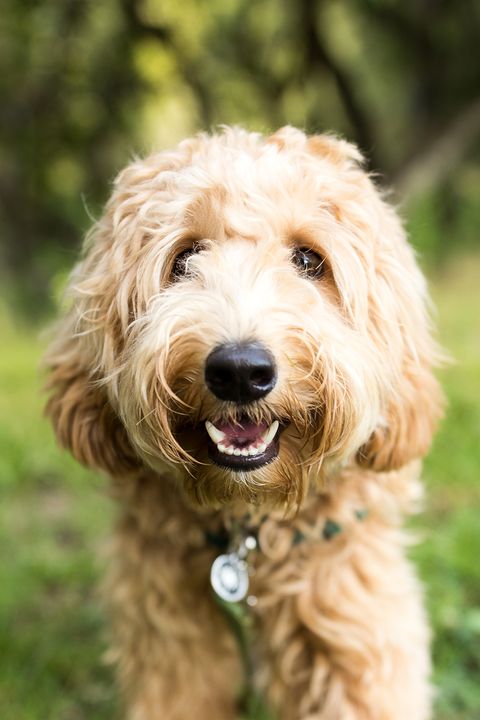 15 Dogs That Don't Shed - Hypoallergenic Dog Breeds