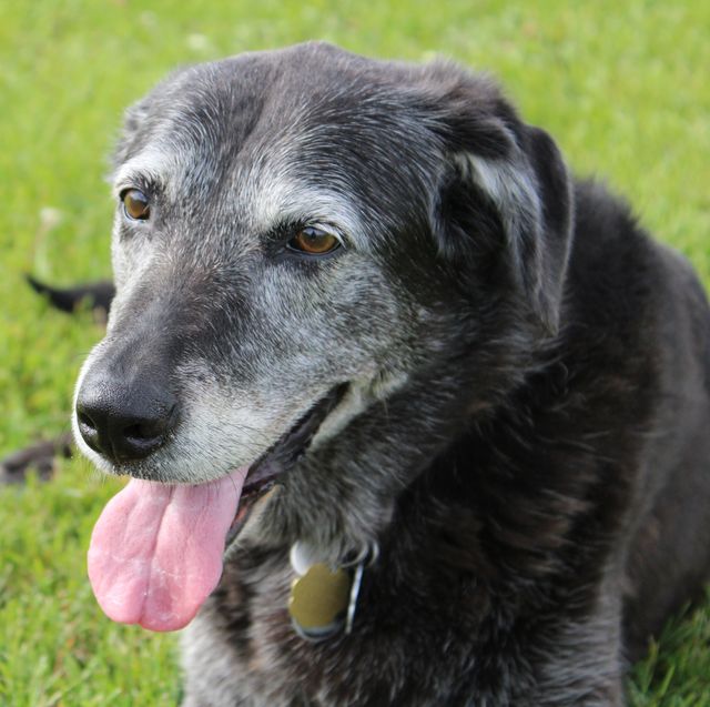 the benefits of adopting an elderly dog are sometimes greater than getting a puppy
