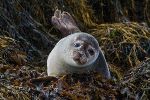 Scottish wildlife: The amazing animals you must see in Scotland