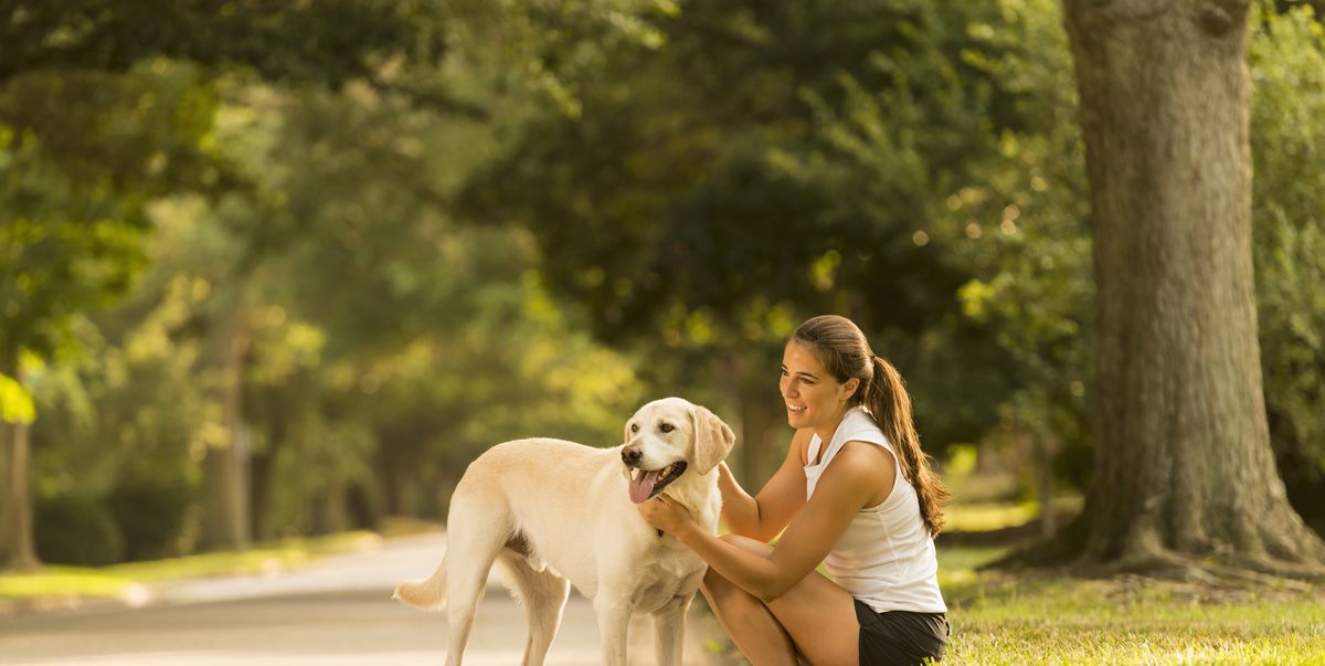 Hardlopen met je hond is een met deze hardloopriem, tuig, verlichting en benodigdheden