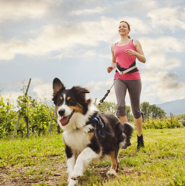 Hardlopen met je hond: Deze hondenrassen zijn geschikt om hard te lopen