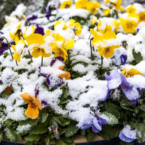 hardy plants winter pansies covered in snow