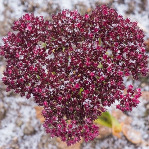 hardy plants, red sedum covered snow in winter close up