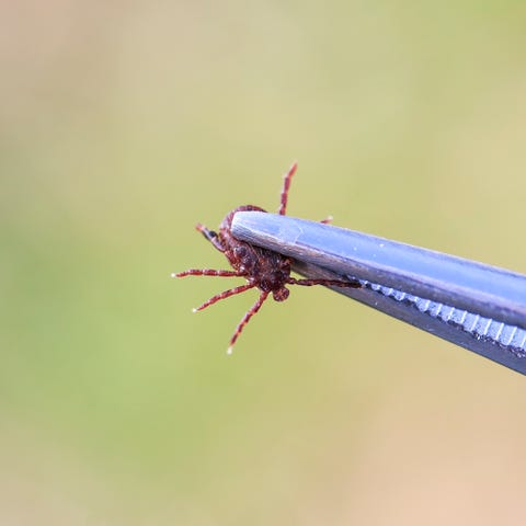 How To Rid Of Ticks From Your Yard And Body Tick Prevention Tips