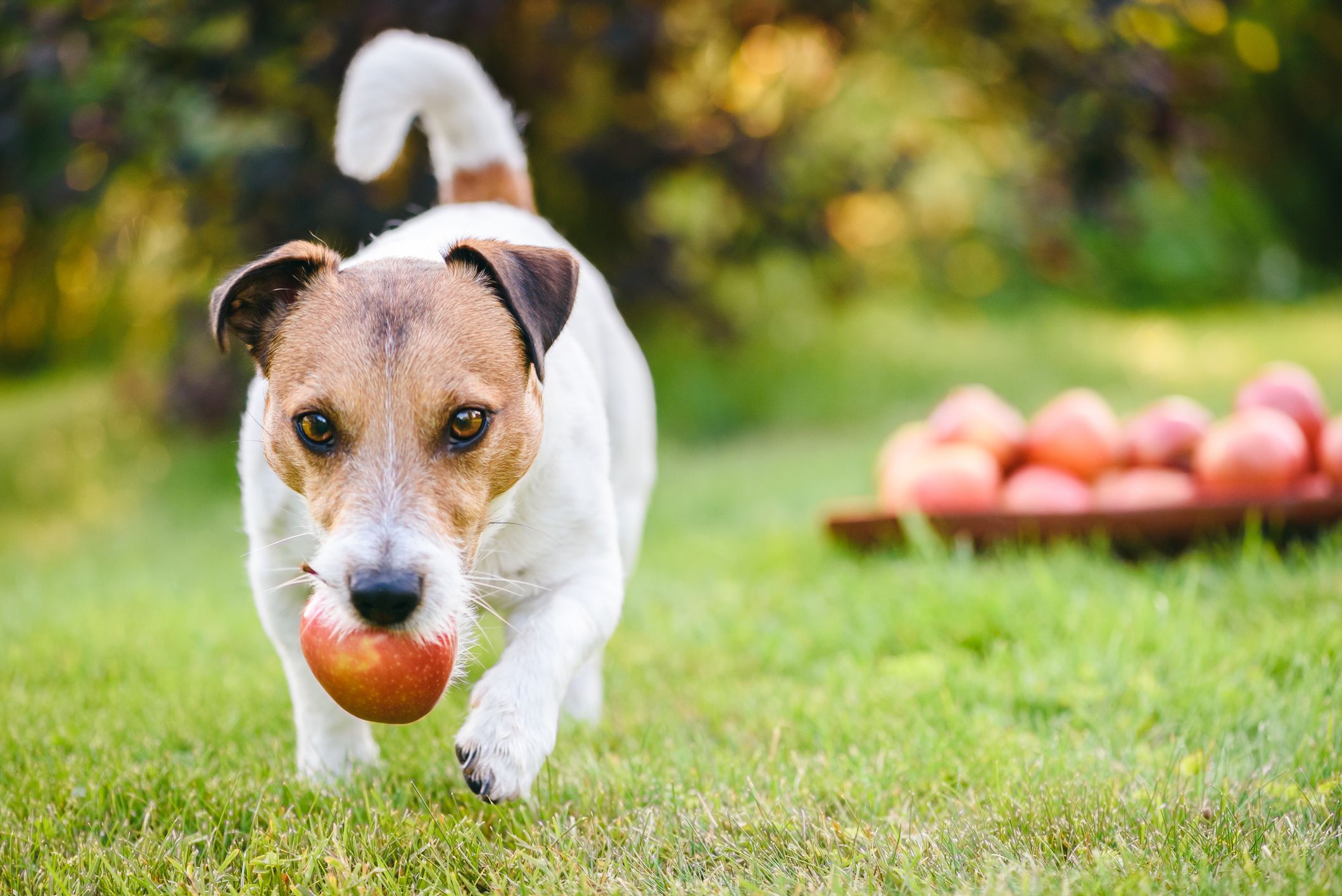 Можно собакам яблоки свежие. Собака с яблоком. Лакомства для Джек Рассела. Собачка с яблочком. Собака с яблоком в зубах.