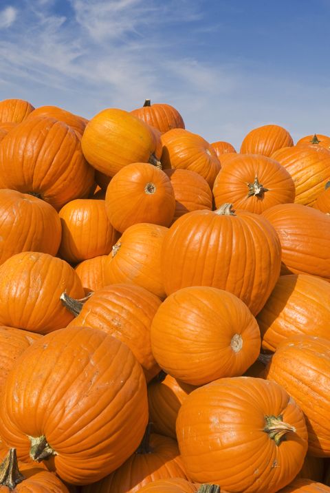 Pumpkin Patch Near Me - 50 Best Pumpkin Farms in America