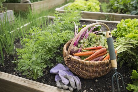 Harvested vegetables, gardening gloves and hand cultivator garden