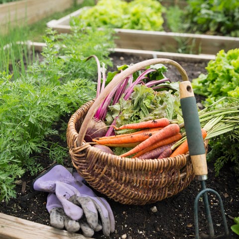 Harvested vegetables, gardening gloves and hand cultivator garden