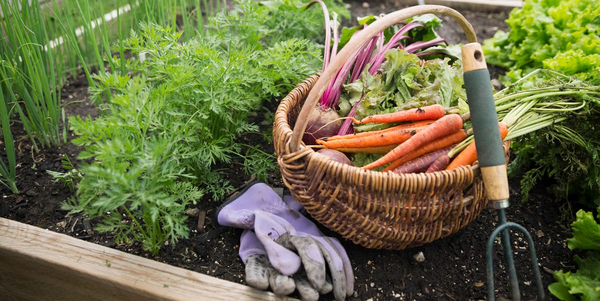 How to Plant a Fall Garden and Grow Late-Season Crops
