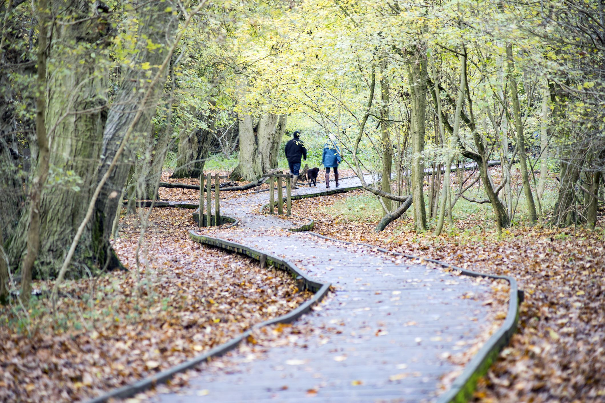 dog friendly national trust near me