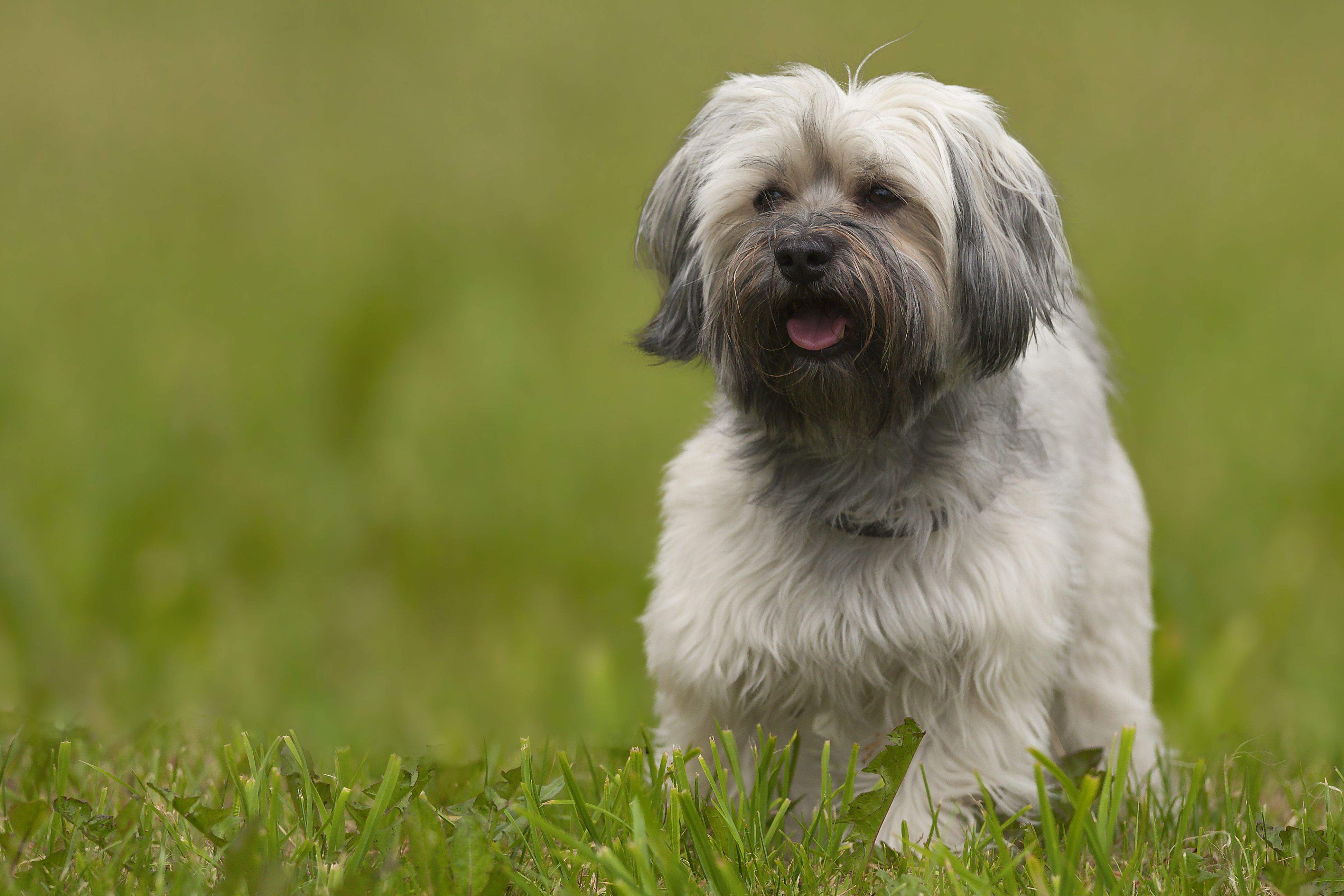 most healthy dog breeds