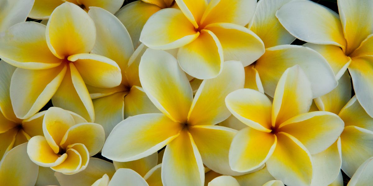 Гавайский желто белый цветок