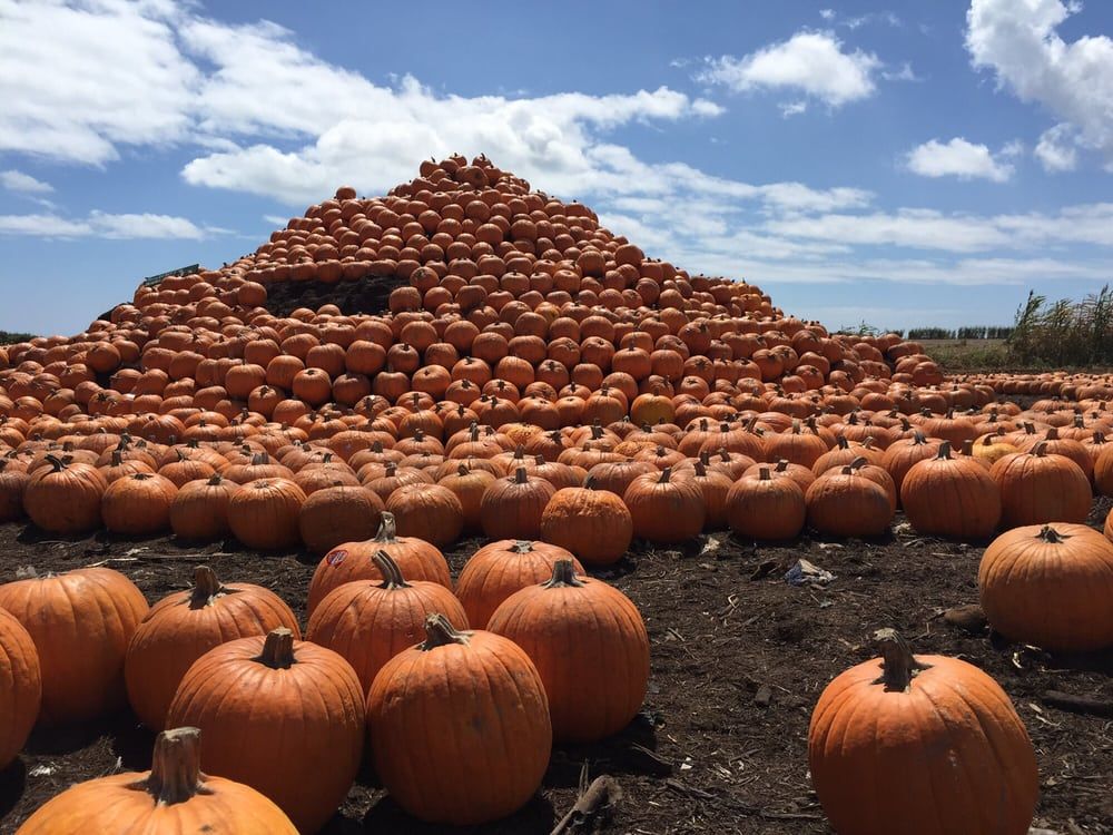 pumpkin patch near us