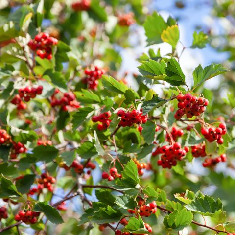 hawthorn berries on a bush ripe red berries on the branches
