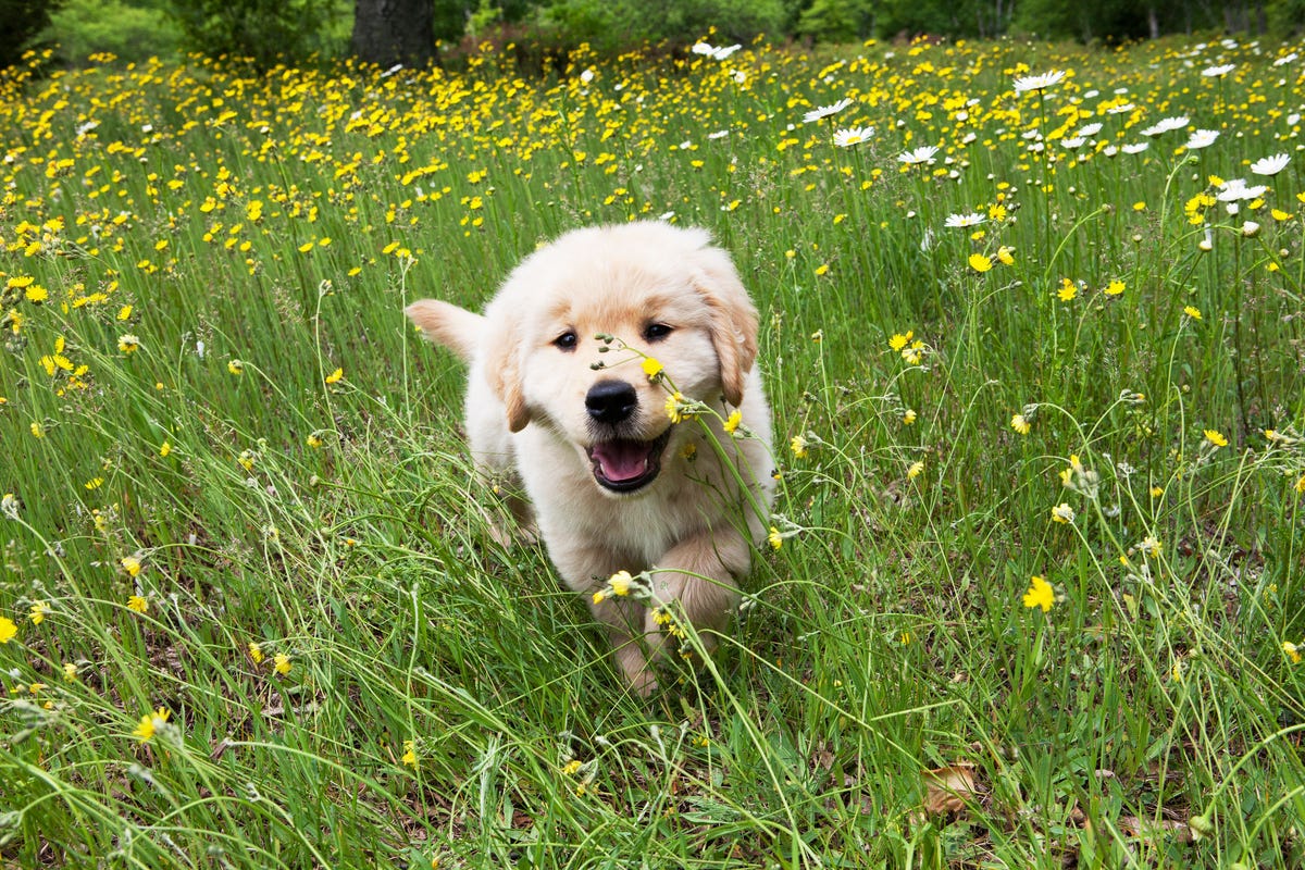 5 Dog Breeds Likely To Suffer From Hay Fever – Can Dogs Get Hay Fever?