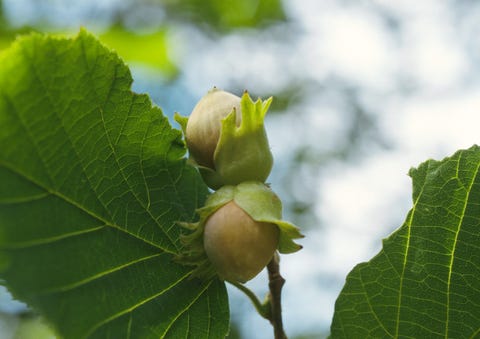 Hazelnut tree leaves and stem, focus on hazelnuts, close-up