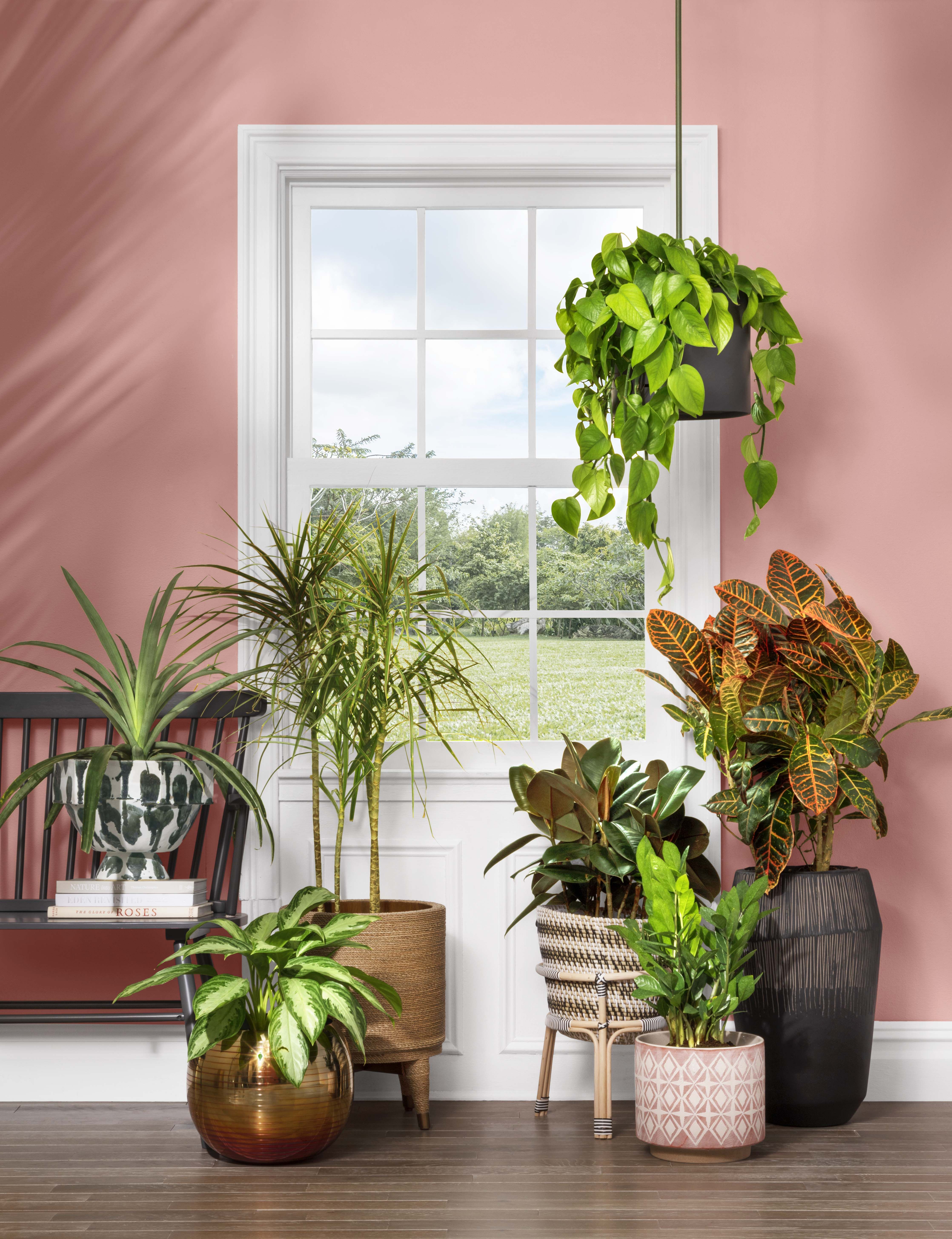 indoor plant stands