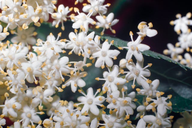 白、花、植物、開花植物、ハナミズキの家族、花、ジャスミン、ヘラクレウム(植物)、花びら、ワイルドフラワー、