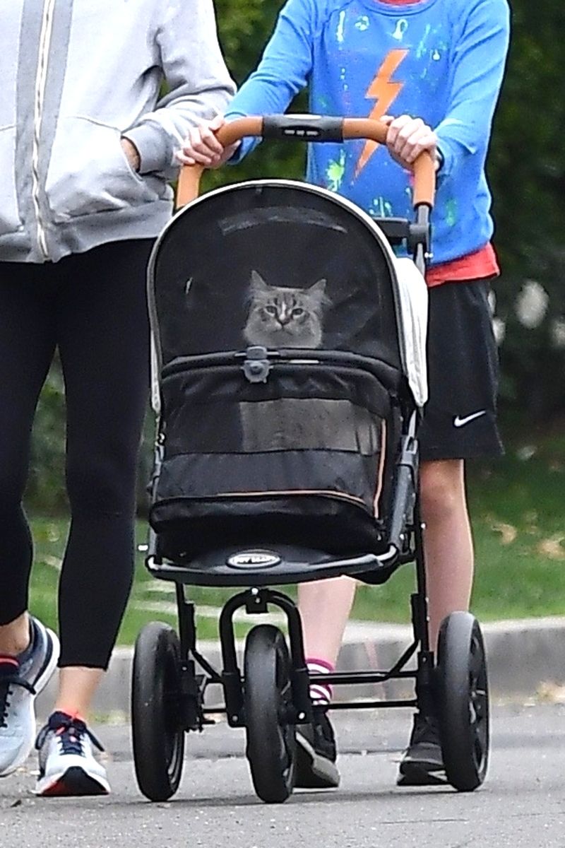 Jennifer Garner Walked Her Cat in a Stroller & There Are Photos