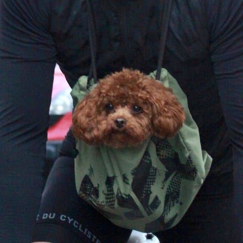 orlando bloom puppy orlando bloom bikes with adorable dog orlando bloom puppy orlando bloom puppy orlando bloom bikes with adorable dog orlando bloom puppy