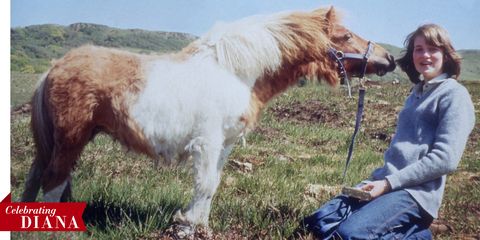 Horse, Mammal, Vertebrate, Shetland pony, Pony, Mane, Pasture, Livestock, Mare, Organism, 