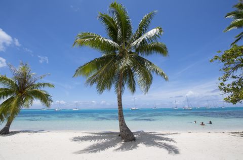 Tree, Tropics, Nature, Palm tree, Caribbean, Beach, Arecales, Sky, Vegetation, Elaeis, 