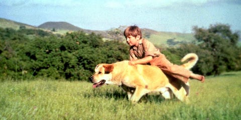 Old Yeller, Kevin Corcoran, Old Yeller, 1957