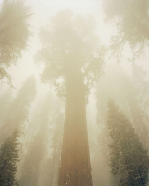 david benjamin sherry, winter morning, general sherman tree, sequoia national park, california, 2017