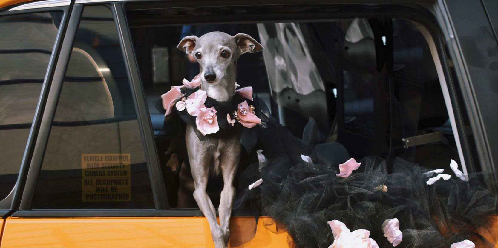Overeenkomstig vervoer Individualiteit 24 uur met Tika the Iggy, 's werelds bekendste social media hond