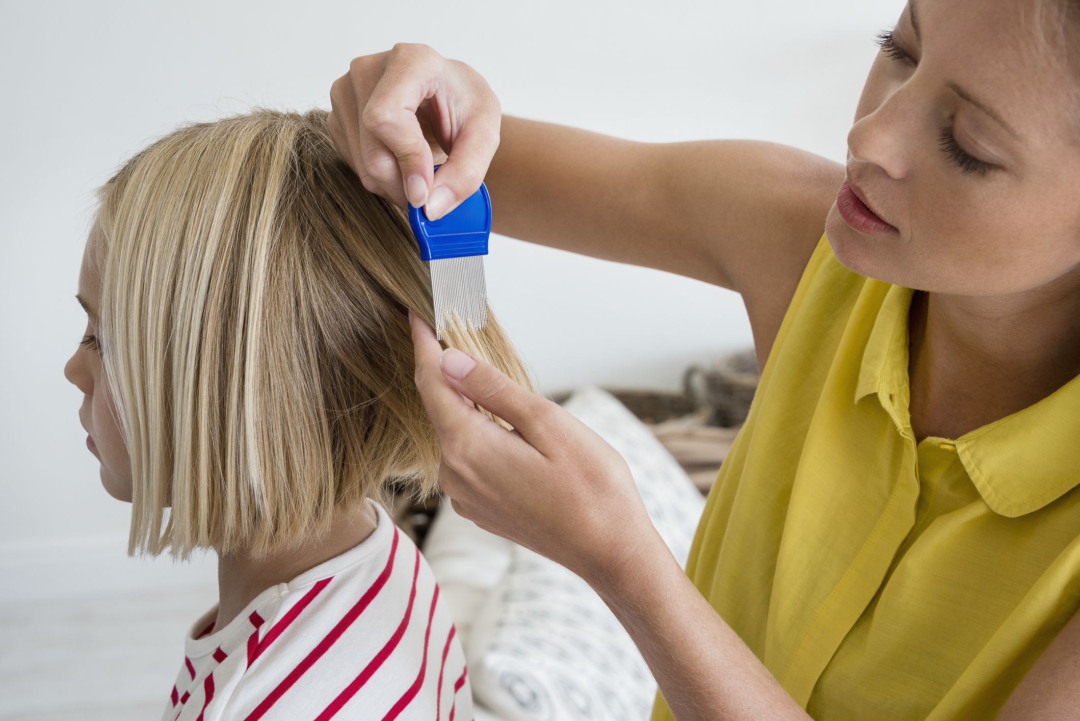 head louse treatment