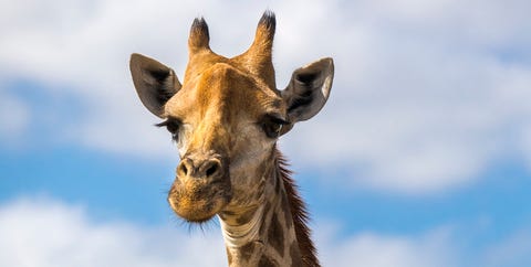 endangered animals endangered animals