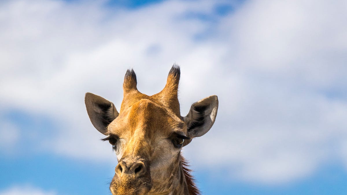 30+ Endangered Animals We May Soon Lose Forever - Endangered Species Around the World 30+ Endangered Animals We May Soon Lose Forever - Endangered Species Around the World