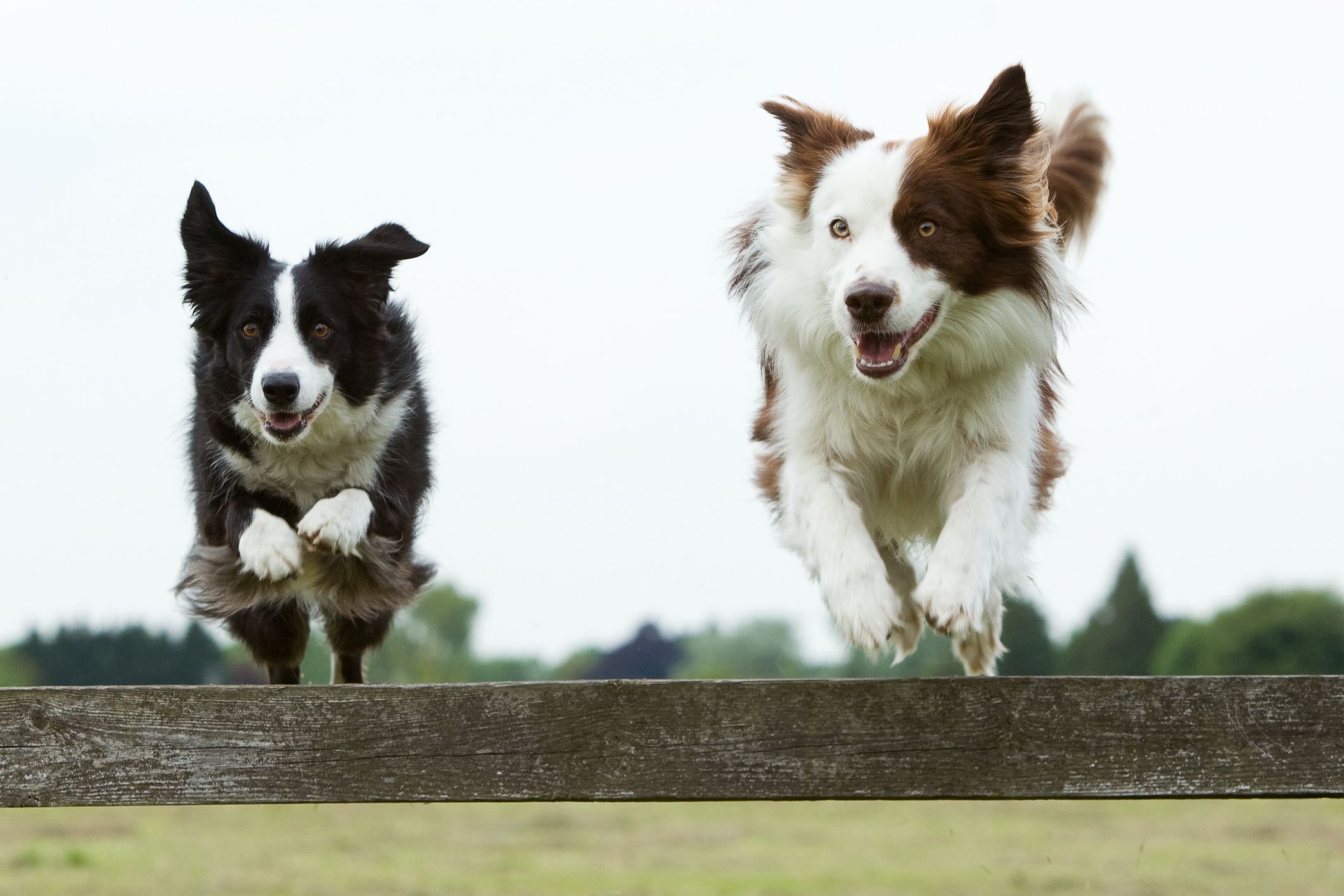 healthiest mixed breed dogs