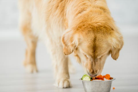 Can Dogs Eat These Fruits And Vegetables Can Dogs Eat Apples