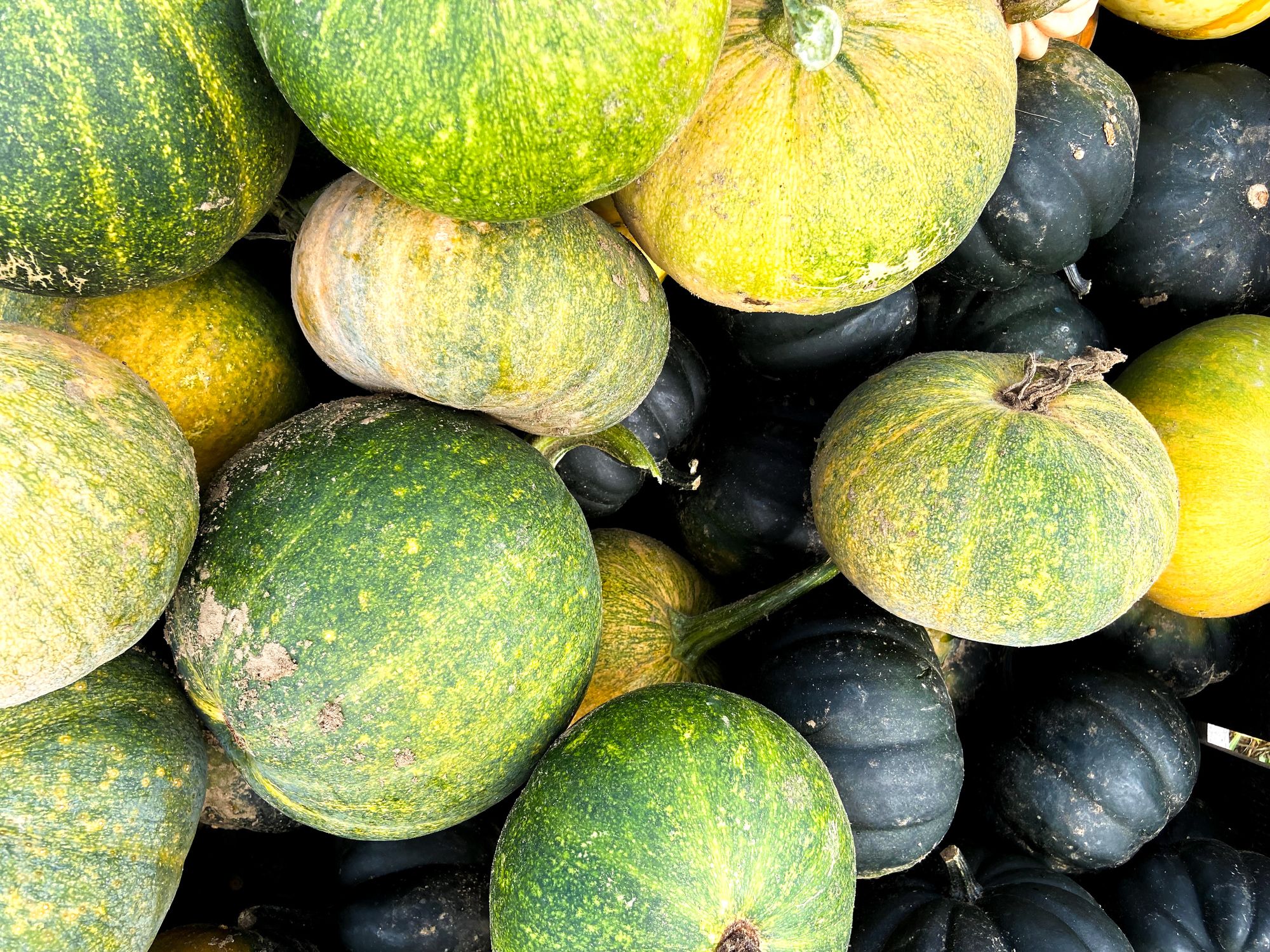 winter squash