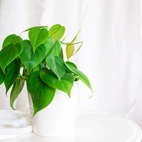 heart leaf philodendron   indoor hanging plants