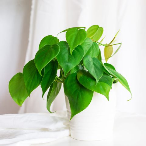 heart leaf philodendron   indoor hanging plants