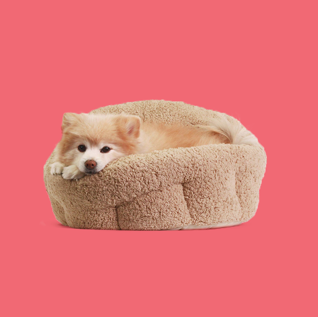 heated dog beds